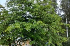 glediczja trójcierniowa młode drzewo