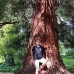 Mamutowiec olbrzymi - sequoiadendron giganteum