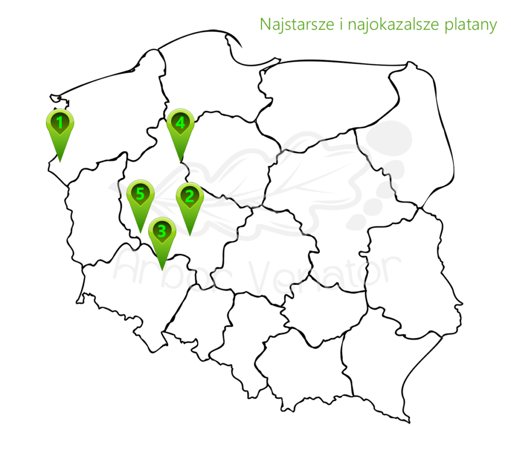 platany w Polsce mapa